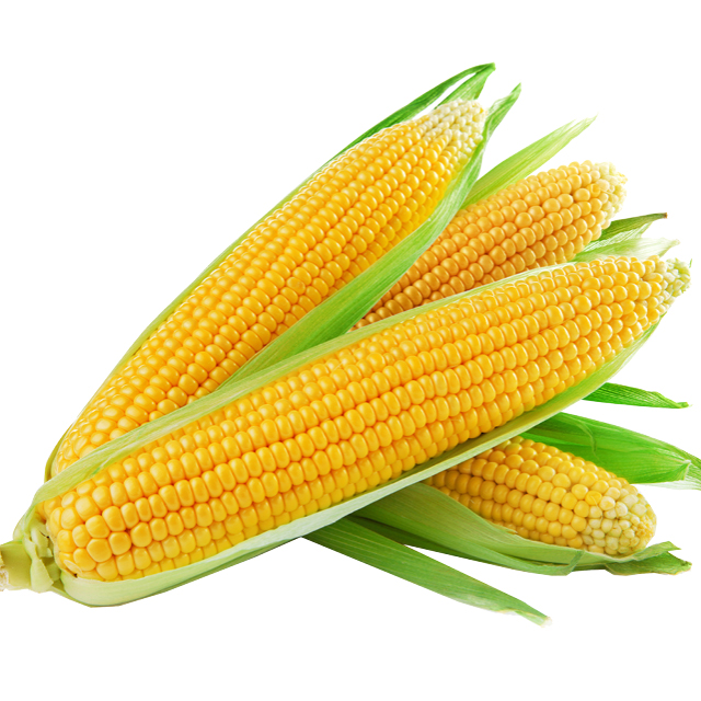 White/Bi-Color/Yellow Corn