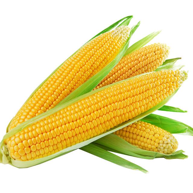 White/Yellow/Bi-Color Corn 