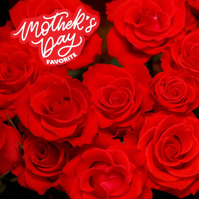 Premium Dozen Roses 