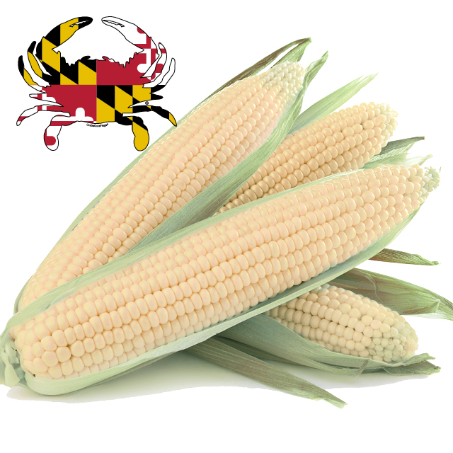 White Sweet Corn