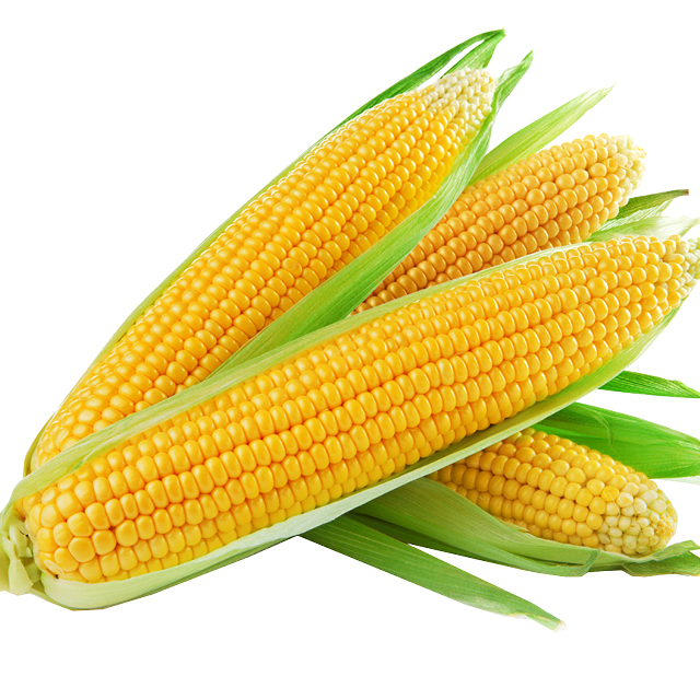 White/Bi-Color/Yellow Corn 